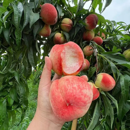 🍑The Ultimate Backyard Peach Duo: Giant Juicy Variety - Begin Your Home Orchard Journey Today-BP