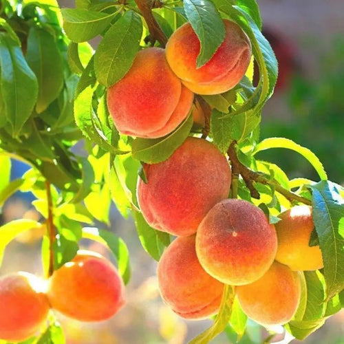 [🍑Risk-Free] All-Natural Jumbo Non-GMO Peach  & Fast-Rooting Solution Kit (100% Germination Guarantee)-EV