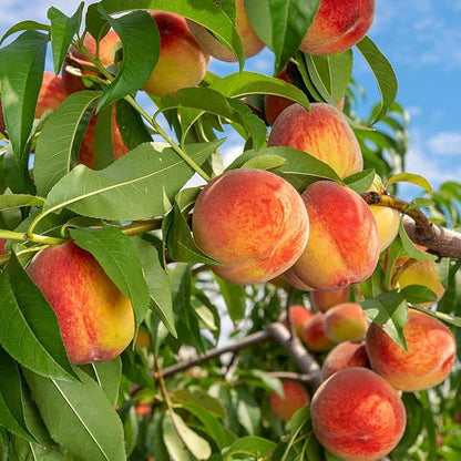 🍑The Ultimate Backyard Peach Duo: Giant Juicy Variety - Begin Your Home Orchard Journey Today-BP