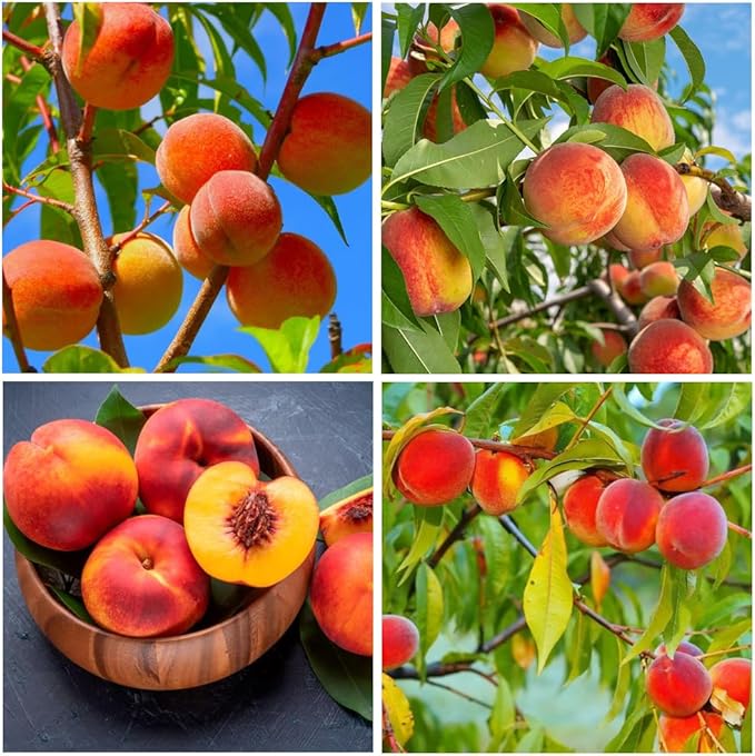 🍑The Ultimate Backyard Peach Duo: Giant Juicy Variety - Begin Your Home Orchard Journey Today-BP